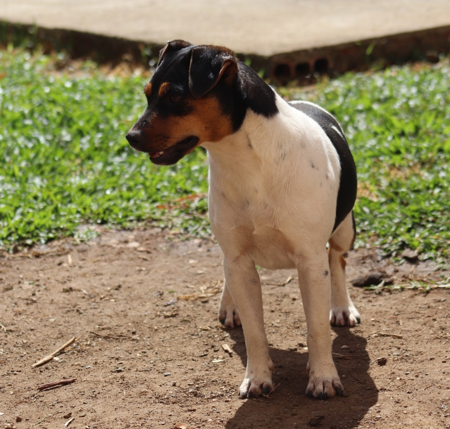 Nina do BR Terra de Vera Cruz